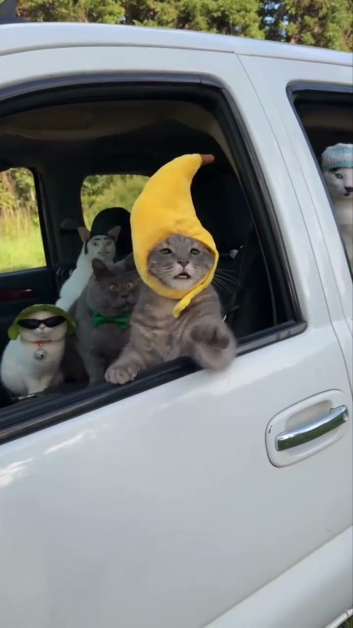 Gatto con cappello a banana