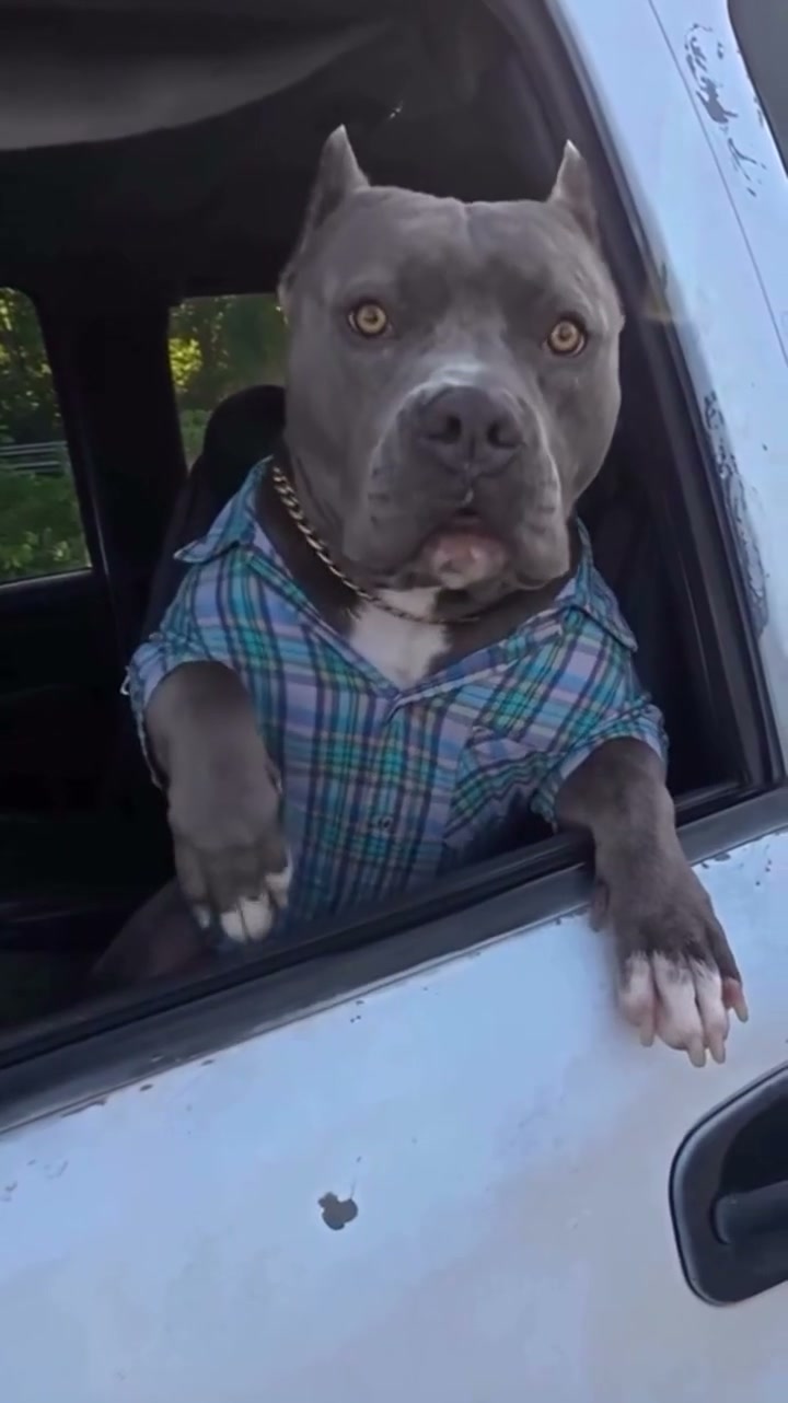 Pitbull con camicia a quadri