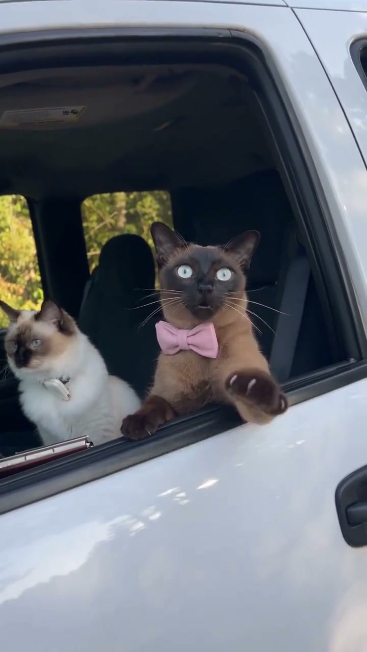 Gatto siamese con papillon rosa